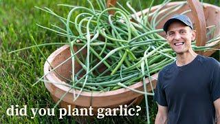 Did You Plant Garlic? You Need to Cut Off the Scapes!