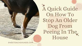 A Quick Guide On How To Stop An Older Dog From Peeing In The House