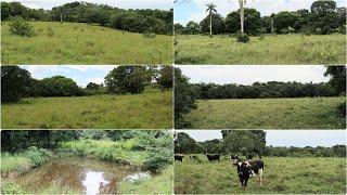 Finca de 100 Tareas con Río y Dos Lagunas Ideal para Ganadería y Agrícola en Monte Plata Rep. Dom