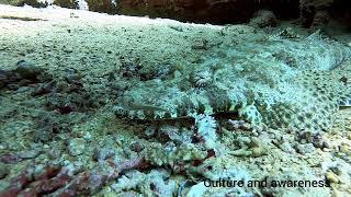 Crocodile fish. Ras Mohamed. National Park. Egypt. Red sea