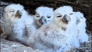 Great Horned Owl Nest 5 Chicks