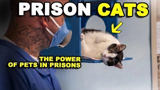 The FORWARD Program, How Cats are Transforming Prisoners' Lives？ | STBoss