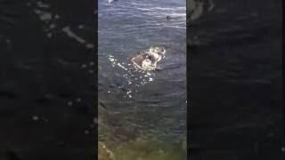 Seal vs octopus at Ogden Point!