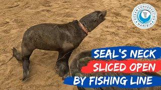 Seal’s Neck Sliced Open By Fishing Line