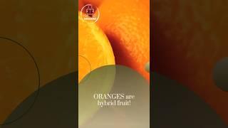 ORANGE a hybrid fruit #youtubeshorts #shorts #facts