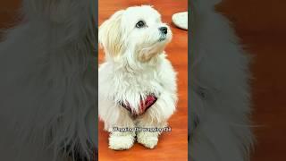 What a lovely puppy wagging tail spin dance可爱的小狗狗摇尾巴跳舞so cute  #dog #puppy #Shorts  #加拿大移民生活