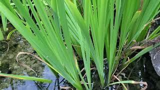 Ecosystem pond Tour (Midsummer Food Forest Tour - Part 3)