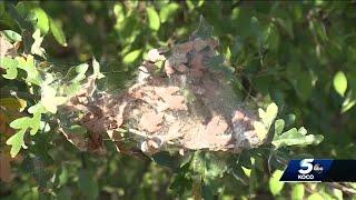 Oklahoma Forestry Services expert busts myths of getting ride of webworms