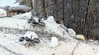 Чёрный муравей-древоточец. ( Camponotus vagus )