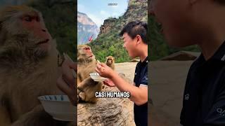 The smartest monkeys in China will rob you mercilessly!