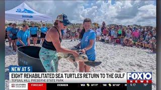 8 rehabilitated sea turtles return to the Gulf