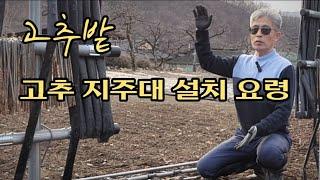 고추밭 3m 고추 지주대 설치 요령!! 청도의하루 텃밭농사 고추재배 시골 이야기