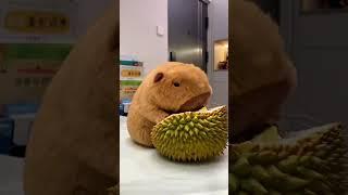 The Greedy Capybara Eats Anything You Give Her！Part 2！ #cute #funnyanimals #capybara #funnytoys