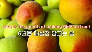 Korean Plum extract(Maesilcheong) l 황매실청 담그는 시기와 만드는 법부터 보관까지