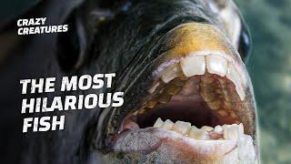 This Fish’s Human-Like Teeth Are Disturbing AF