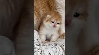 브리티쉬숏헤어 고양이 #고양이브이로그 #고양이영상 #고양이일상 #catlover #고양이 #catvideo #cats #브리티쉬 #브리티쉬숏헤어 #브리티쉬골드 #catvideo