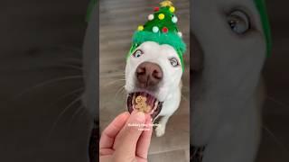 Yuki’s hungry for the holidays #dogshorts #dogfeeding #dog #pets #doglover #christmas #holidays