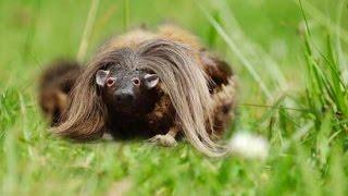 Cryptids and Monsters (CRYPTID OF THE WEEK): Wild Haggis, creature of Scottish folklore, is haggis