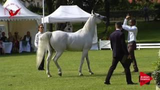 N.58 MIR ZINNIA - Scandinavian Open Championship 2017 - Mares 11 Years and older (Class 11)