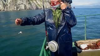 Лучший клев за 30 лет рыбалки по всему миру (Авачинская бухта, Камчатка)