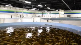 Pentair Aquatic Eco-Systems Business Overview