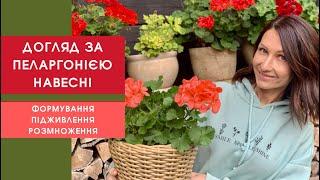 Догляд за пеларгонією навесні: як правильно сформувати, підживити і  розмножити