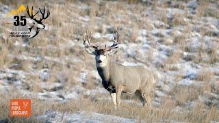 Legacy of the Wild: 35 years of the Mule Deer Foundation