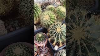 My cactus greenhouse collection in Spring, Pt 1/5: Prickly impressions! | #cacti #cactuscollection