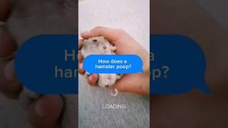  How does a #hamster #poop? 