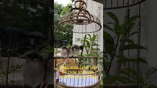 CHIM CHÀO MÀO LẠNG SƠN/ TỔ CHIM NON QUA 10 NGÀY ĐANG ĐƯỢC CHĂM SÓC vs CHIM BỐ DẬY HÓT