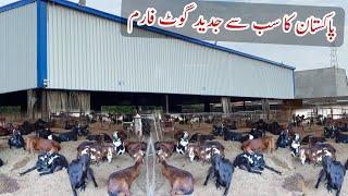 Pakistan Biggest and Modern Beetal  Goats Farm