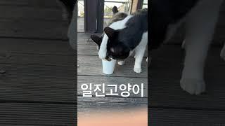 #냥아치 #길냥이