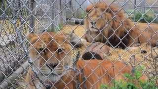 Safe Haven Animal Sanctuary - Documentary