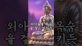 자비는 연습으로 완성된다 – 부처님의 자비 명상 | 메타명상  #부처님말씀 #명언 #자기수행 #좋은글 #인생조언 #철학