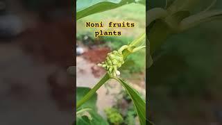NONI FRUITS PLANTS #6374934601 #gardenplant #farming#online sale