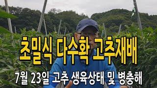 초밀식 다수확 고추재배 / 7월23일  현재 고추생육상태 및 병충해 현황 #고추농사 #고추다수확