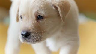 The Best Dogs of BBC Earth | Top 5 | BBC Earth