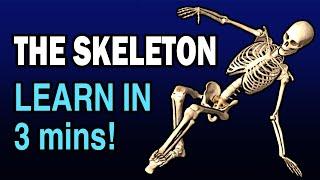 LEARN SKELETON BONES IN 3 MINUTES!!!