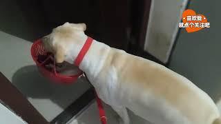 妞妞和月月的默契出门方式 #萌宠出道计划 #猫狗双全 #全国拉布拉多联盟