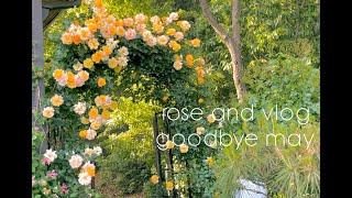 5월의 향기, 꽃들이 마음을 채워줘요:) rose garden, goodbye may! / 장미로 꽃놀이 / 델피늄, 목단, 톱풀, 낮달맞이, 장미, 연산홍 가지치기, 꽃에 약주기