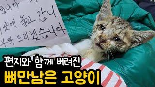 비오는 날, 버려진 고양이 (feat.낡은 이동가방)