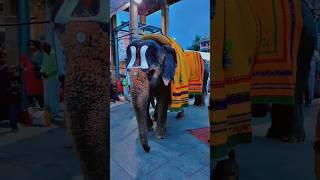 Tirumala#Tirupati#Elephant in God service#ttd#shorts