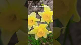 #수선화 #narcissus 250410