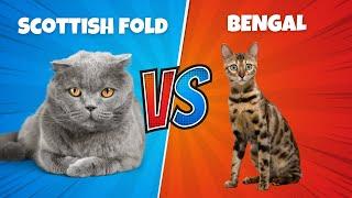 Scottish Fold vs. Bengal (Which Is BETTER?)