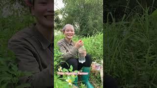 VIDEO TỔNG HỢP| NGÔ