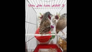 تغريدة طائر المذبوح للأنثى سبحان الله