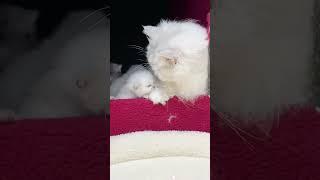 Mom's embrace is the warmest #love #cat #foryou #usa