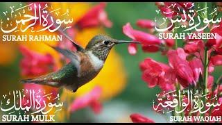 Surah Yaseen (Yasin) | Surah Rahman | Surah Waqiah | Surah Mulk | Beautiful Quran Recitation EP: