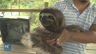 Millions of animals find heaven in rescue center in Perus Amazon jungle