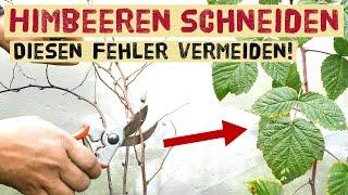 Himbeeren und Brombeeren im Herbst schneiden - einfache Anleitung für Sommer- und  Herbsthimbeeren